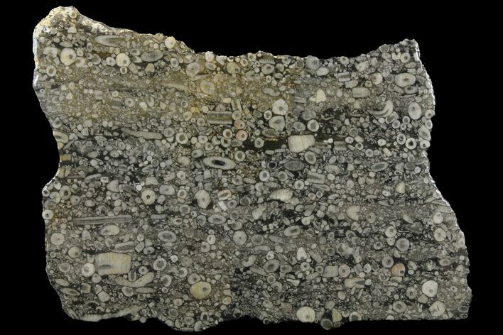 Fossil Crinoid Stems In Limestone Slab #167232